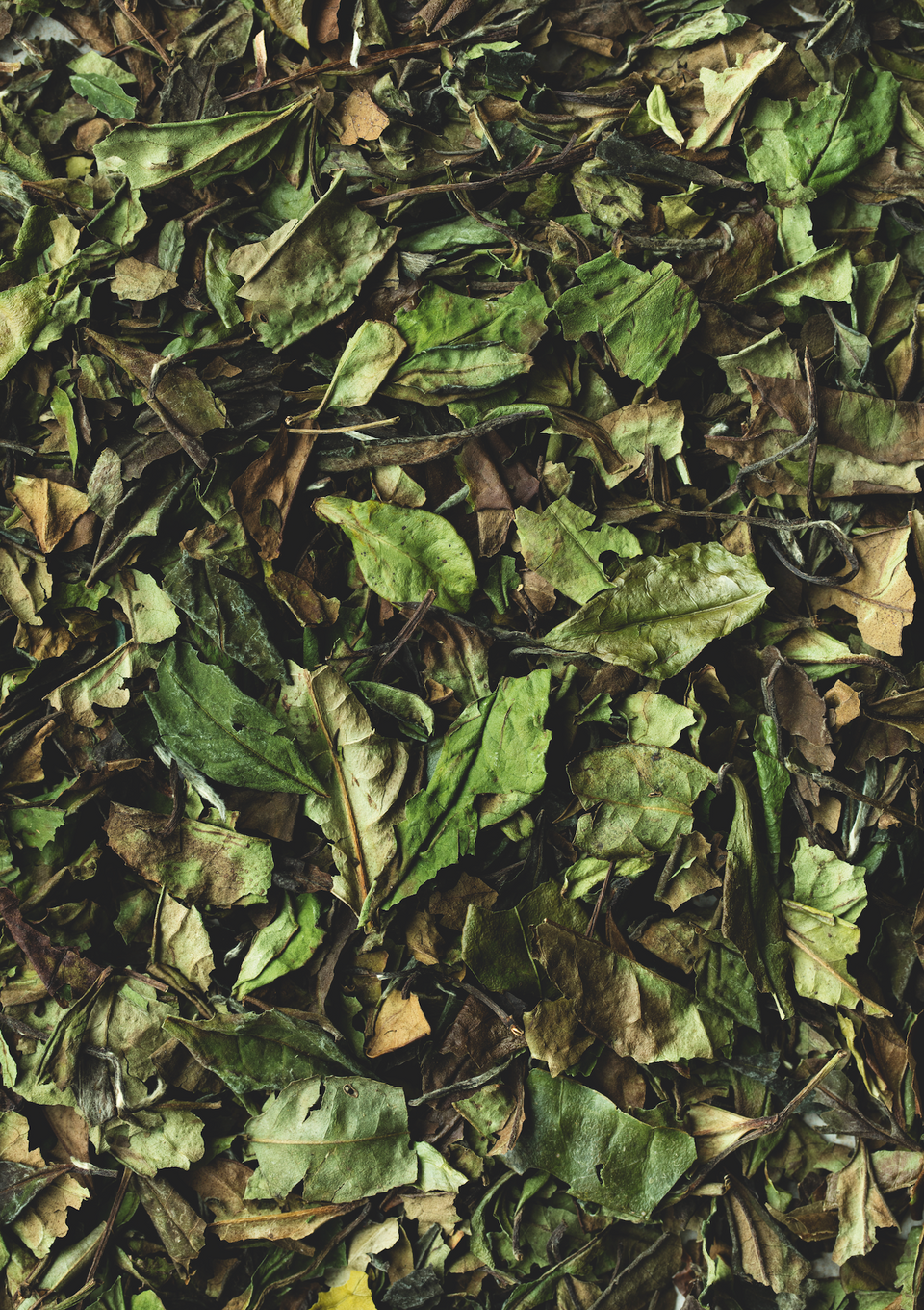 HVILKEN TE ER BEDST TIL KOMBUCHA? SMAG & FERMENTERING